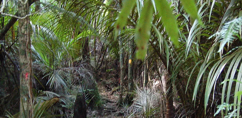 Raglan, NZ, Tracks and Trails, 2023