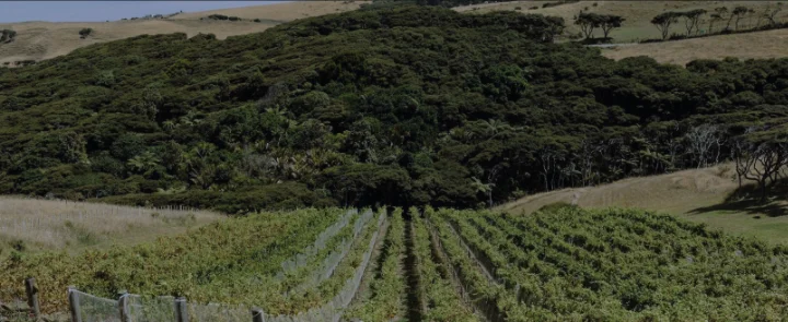 Where Artisan Wine Meets Coastal Tranquility